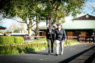 Outdoor parade ring at NZB's Karaka May Sale.